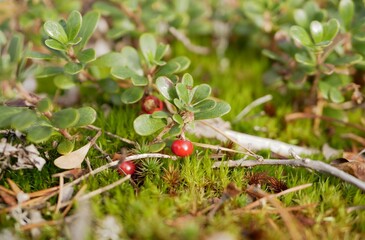Ripe large lingonberry on the branches of a bush on a cloudy autumn day. Healthy vegetarian food with a high content of vitamins and trace elements.