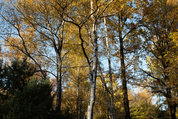 Autumn landscape with blue sky, bottom view. Background of autumn forest for publication, poster, screensaver, wallpaper, postcard, banner, cover, post. High quality photo