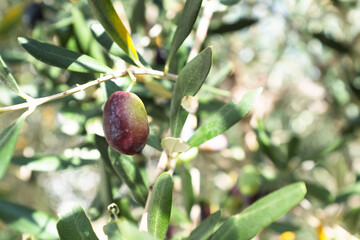 One olive ripening on the branch olive-tree, close-up. Olive background for publication, design, poster, calendar, post, screensaver, wallpaper, banner, cover. High quality photo