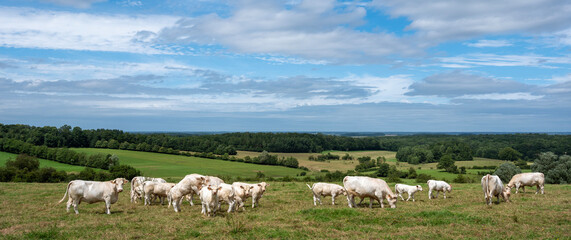 white cows in rural landscape of french ardennes at sunset