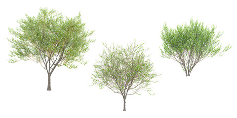 collection of Goat willow plants beautiful isolated on white background © Saifstock