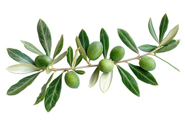 Naklejka premium Close-up of Fresh Green Olives on Branch with Leaves