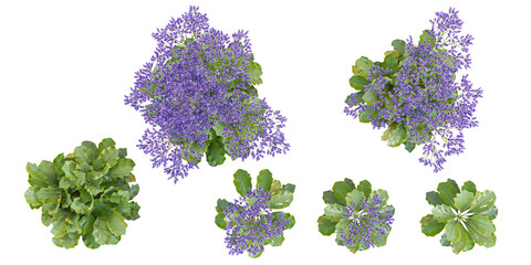 collection of Perez's lavender beautiful isolated on white background from top view © Saifstock