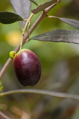 Single olive fruit 6061