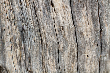 Fondo textura de una madera vieja. Vista de frente y de cerca. Copy space