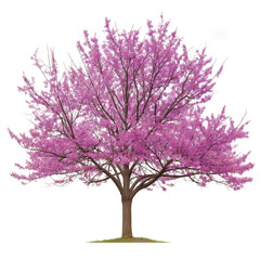 Vibrant Eastern Redbud Blossoms