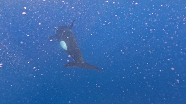 4k video of a Killer Whale (Orcinus orca) in the Sea of Cortez, Mexico