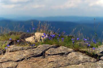 Toothed narrow-leaved bellflower on rocks at sunny day in Bieszczady Poland Carpatia close up © yarekm