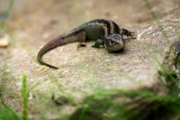 Common lizard close up on the rock selctive focus
