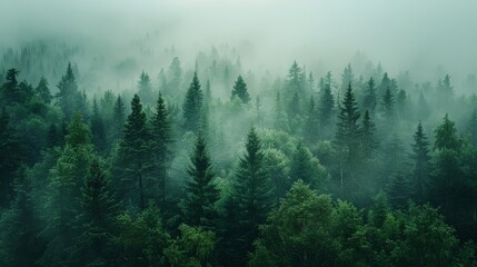 Dense foggy forest with tall trees and a mysterious atmosphere