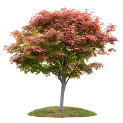 Japanese Maple Tree with Fiery Red Leaves on White Background