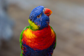 A colorful parrot is perched on a branch