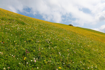 A view from Seceda - Odle - Val Gardena - Ortisei - Italy