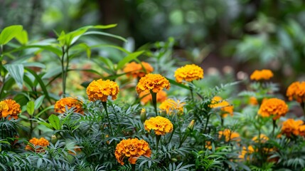 A garden full of marigold flowers in shades of orange and yellow, their bright, round blooms standing out against the green leaves, creating a warm and festive atmosphere, perfect for celebrating