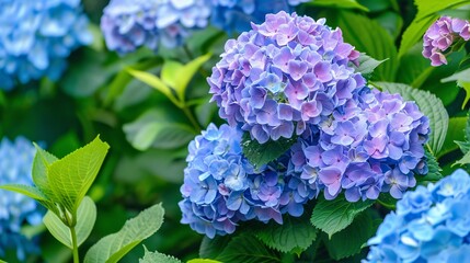 A blooming hydrangea bush with large, round clusters of flowers in shades of blue and purple, the lush green leaves providing a vibrant backdrop, creating a scene of abundant beauty and lushness