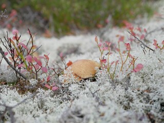 A large aspen mushroom grows among reindeer moss on a cloudy autumn day. Protein food for Vegetarians is grown in natural conditions.