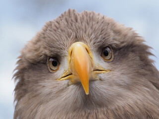 Bird of prey eagle wildlife 