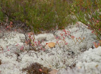 A large aspen mushroom grows among reindeer moss on a cloudy autumn day. Protein food for Vegetarians is grown in natural conditions.