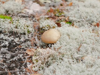 A large aspen mushroom grows among reindeer moss on a cloudy autumn day. Protein food for Vegetarians is grown in natural conditions.