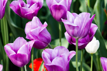 Purple Tulips