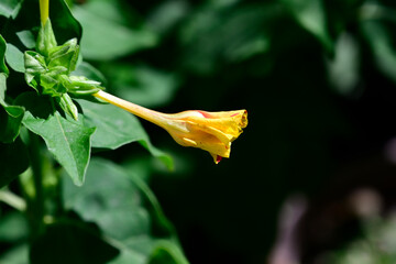 yellow flower in the garden