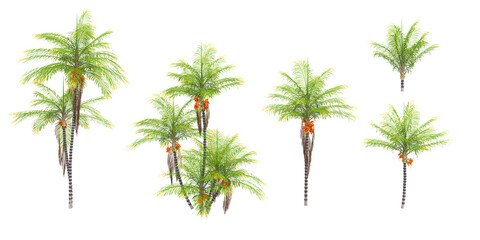 Peach palm Trees collection with realistic style