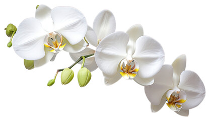 PNG Orchid flower plant transparent background