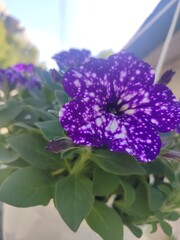 flowers in the garden