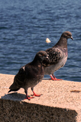Two pigeons on a wall in front of Lake Maggiore.