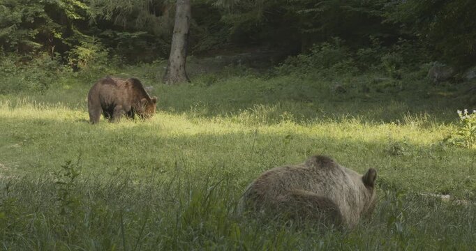European brown bears in a meadow.Romania.