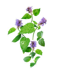 Leaves and flowers of mint with drops of water in the air isolated on a white background