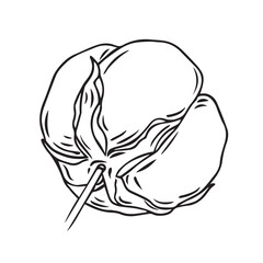 A soft bud on a branch of a cotton plant is drawn with lines isolated on a white background. Vector graphics of a simple drawing. Cotton flower is a material for making textiles.