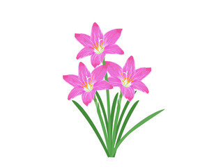 Zephyranthes minuta on a white background.