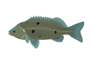 Scortum barcoo on a white background.