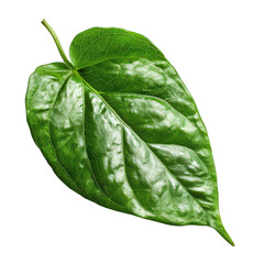 Obraz premium Close-Up of Green Leaf with Detailed Texture and Venation Highlighted