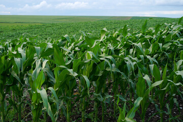 Green corn field with sky and clouds. Panoramic view of young corn field plantation growing up. 