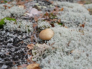 A large aspen mushroom grows among reindeer moss on a cloudy autumn day. Protein food for Vegetarians is grown in natural conditions.