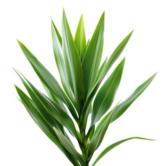 Obraz premium Vibrant Green Plant with Long Leaves Isolated on White Background