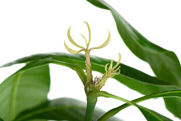 New light green leaves of mango seedling.