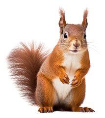 PNG Red squirrel animal rodent mammal.