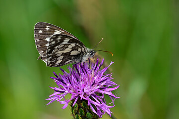 Schachbrett (Melanargia galathea) auf Skabiosen-Flockenblume (Centaurea scabiosa) // Marbled white on a greater knapweed