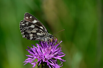 Schachbrett (Melanargia galathea) auf Skabiosen-Flockenblume (Centaurea scabiosa) // Marbled white on a greater knapweed