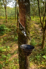 Rubber Trees and Latex and Rubber Collection