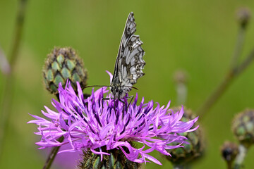 Schachbrett (Melanargia galathea) auf Skabiosen-Flockenblume (Centaurea scabiosa) // Marbled white on a greater knapweed