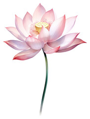 Fototapeta premium PNG Watercolor lotus flower blossom petal plant.
