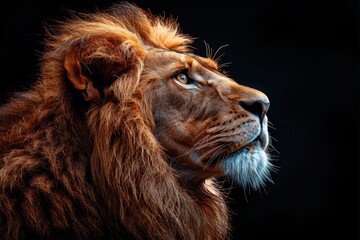 Naklejka premium Side View Portrait of Majestic Lion Isolated on Black Background - High Contrast Lighting in Hyper Realistic Photography