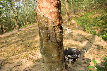Rubber Trees and Latex and Rubber Collection