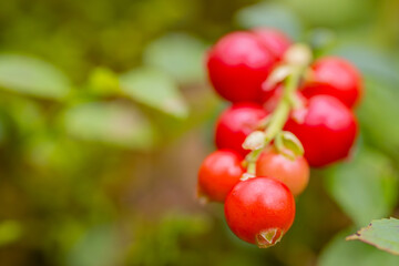 A detailed close up of vibrant red berries growing on a branch with green leaves. The background is blurred, creating a soft and natural feel.