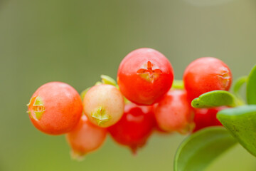 A detailed close up of vibrant red berries growing on a branch with green leaves. The background is blurred, creating a soft and natural feel.