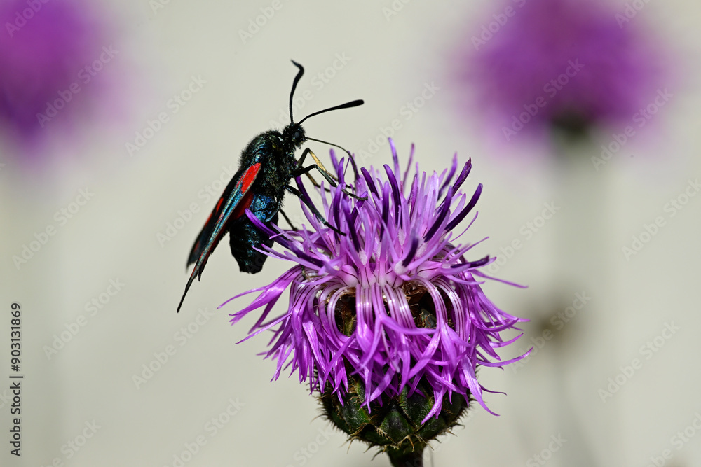 Canvas Prints Sechsfleck-Widderchen (Zygaena filipendulae) auf Skabiosen-Flockenblume (Centaurea scabiosa) // Six-spot burnet on a greater knapweed